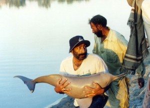 Indus Dolphin