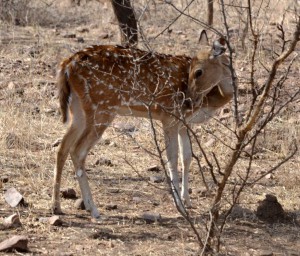 Young spotted deer doe, Zone 6