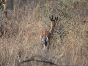 Chinkara gazelle running away from camera, Zone 6