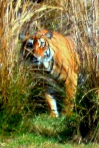 Tigress Krishna close up